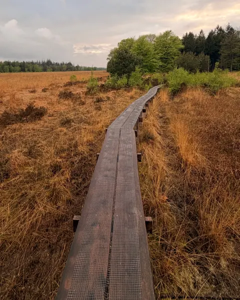 Houten pad door een heidegebied
