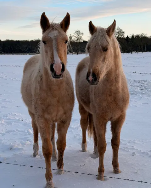 Twee paarden in een besneeuwd veld
