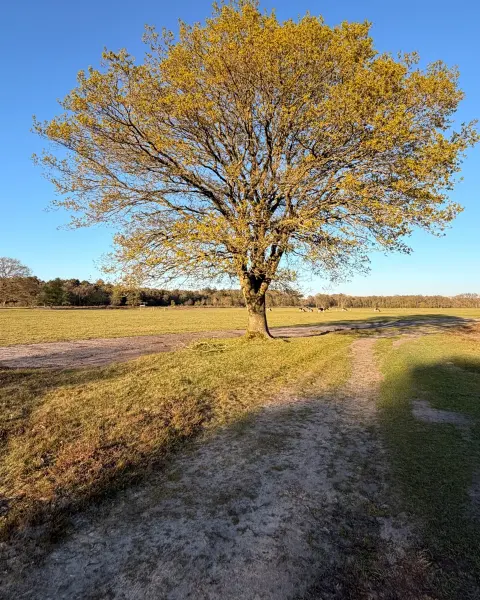 Grote boom aan een zandpad in open landschap