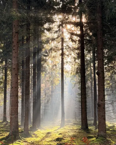 Zonlicht tussen naaldbomen in het bos