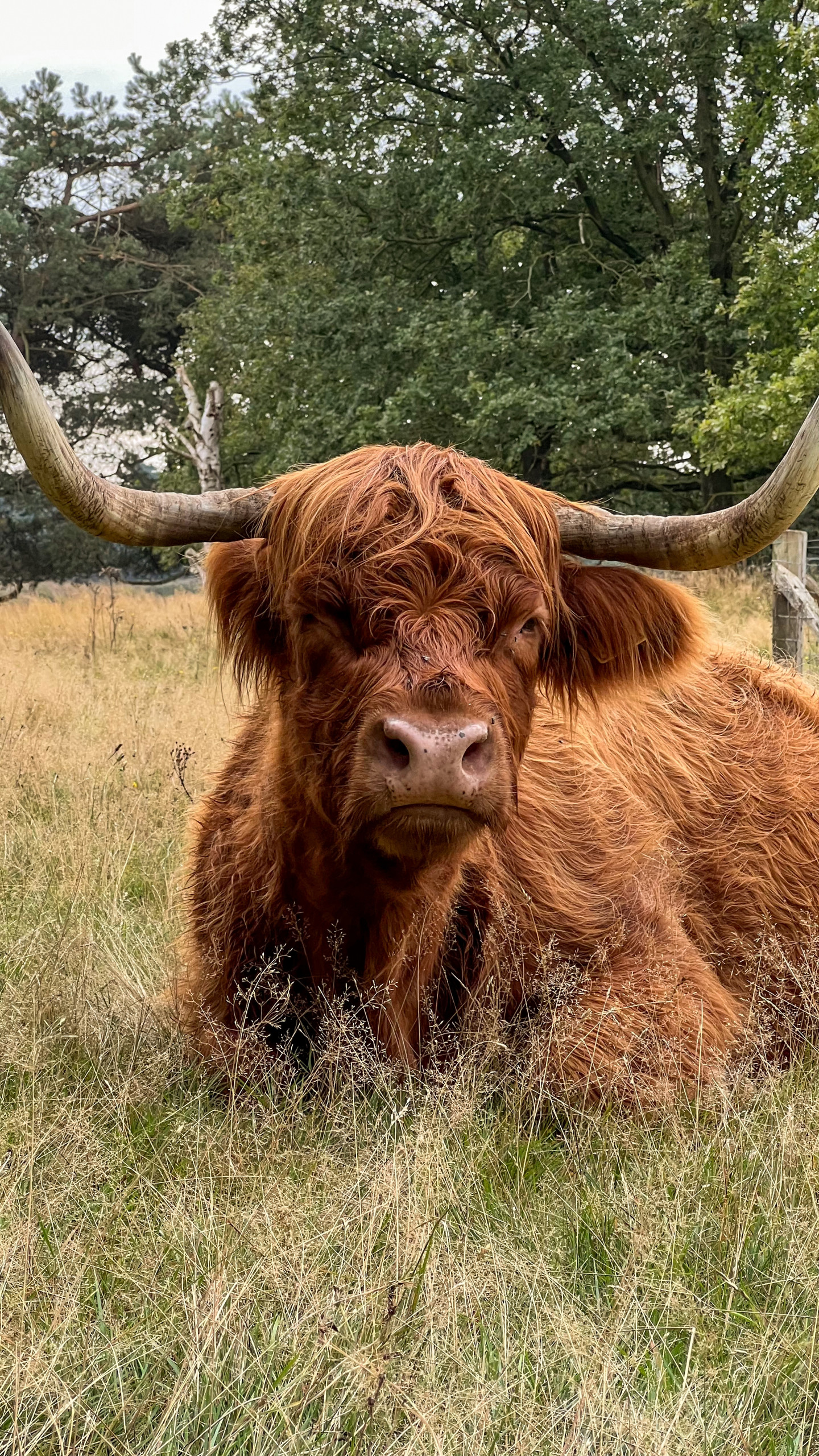 Schotse Hooglanders kiek’n op het Groote Zand bij Hooghalen (5km)