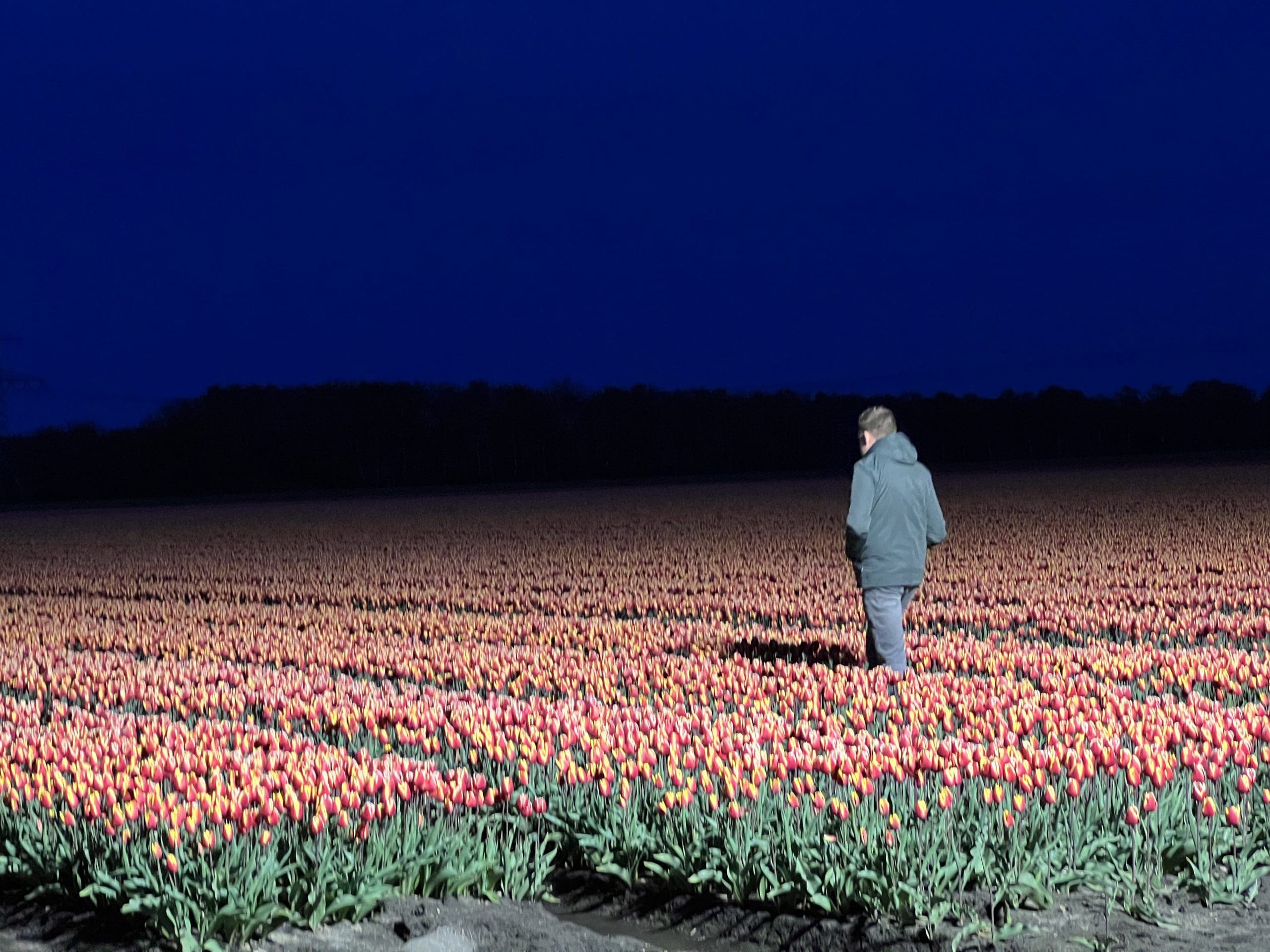 Door het tulpenveld lopen om foto te maken