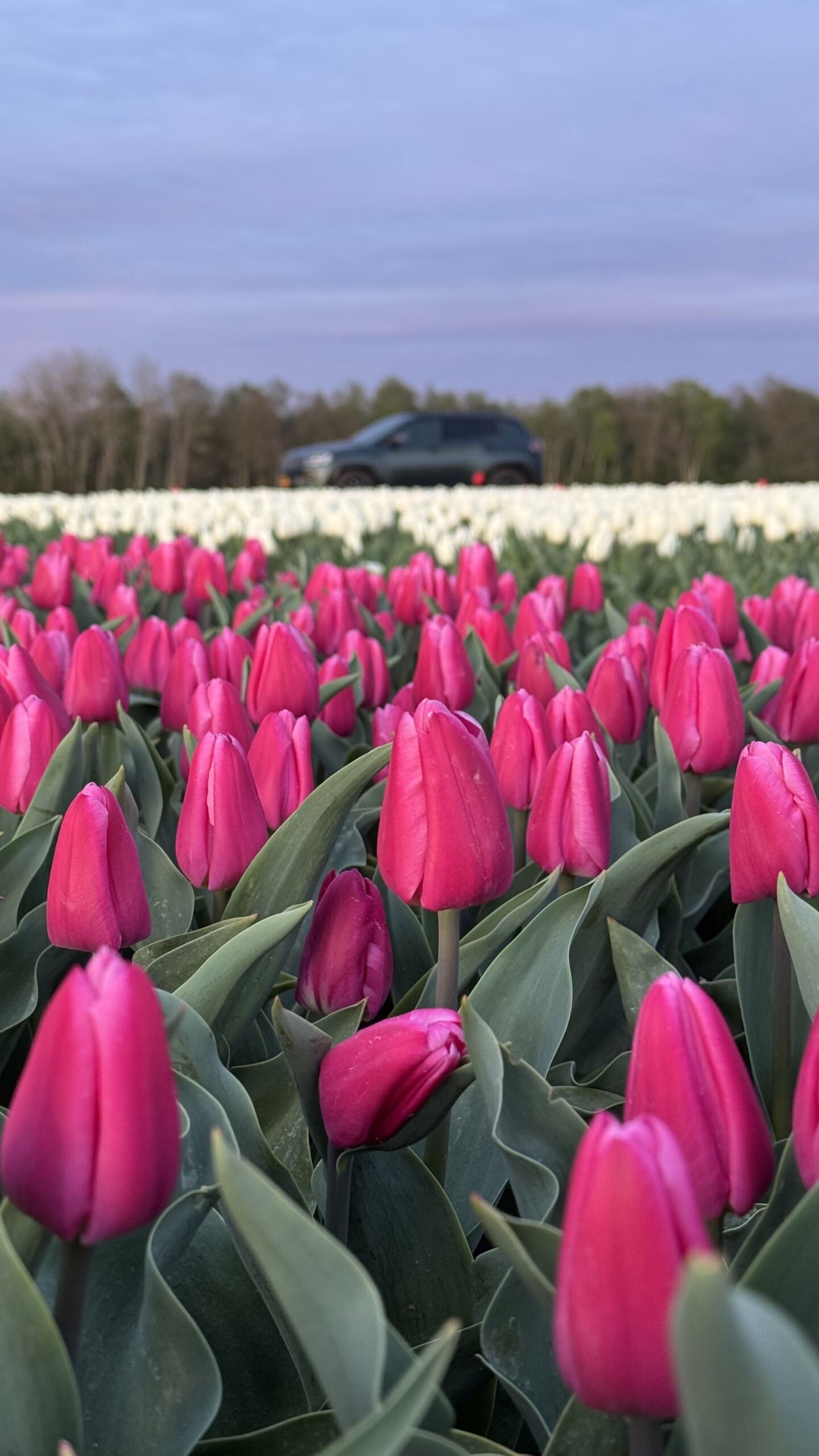 Drentse Tulpenroutes 2026 – mijn tips + alle routes op een rij