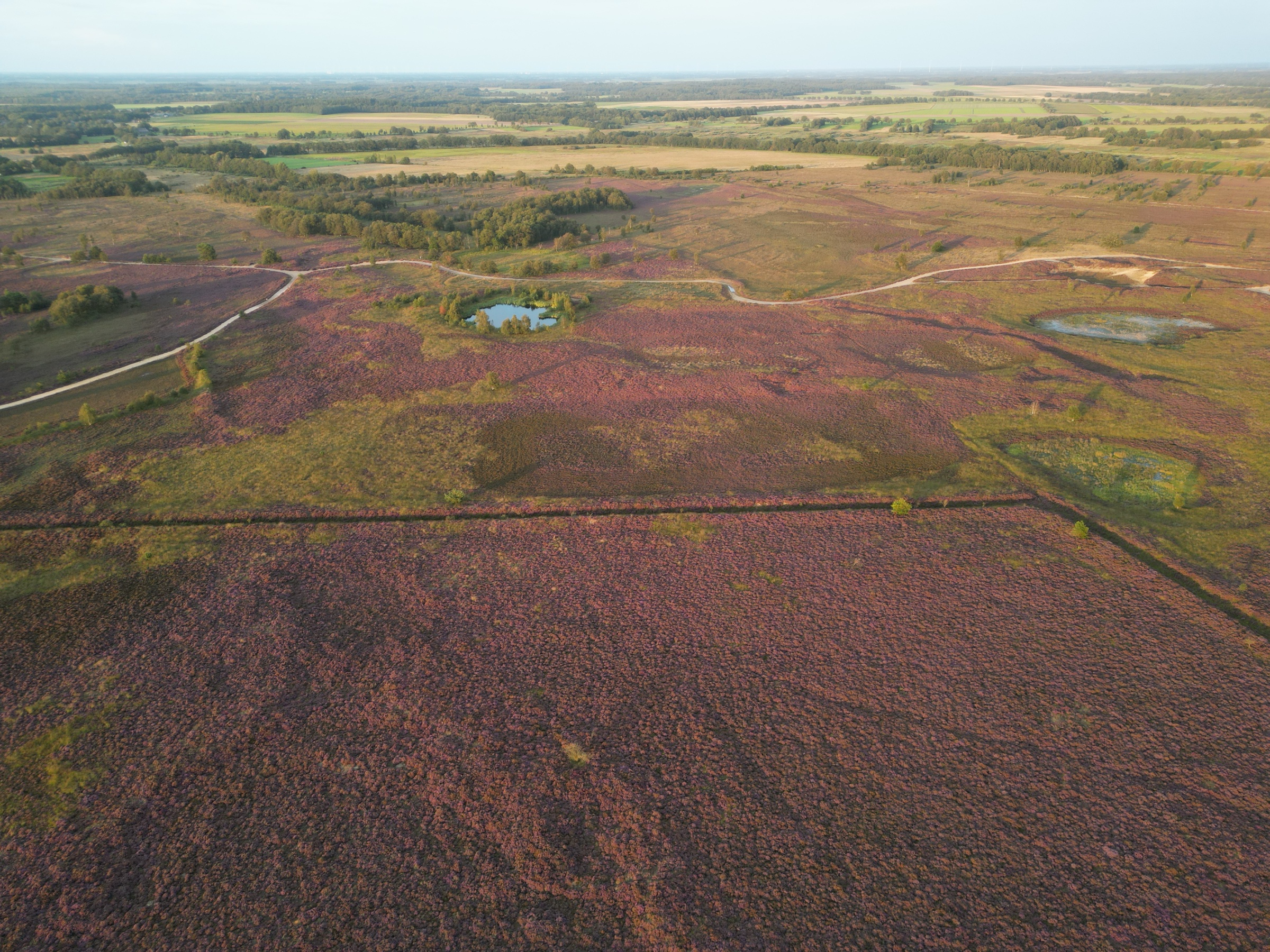 Boswachterspad Ballooërveld