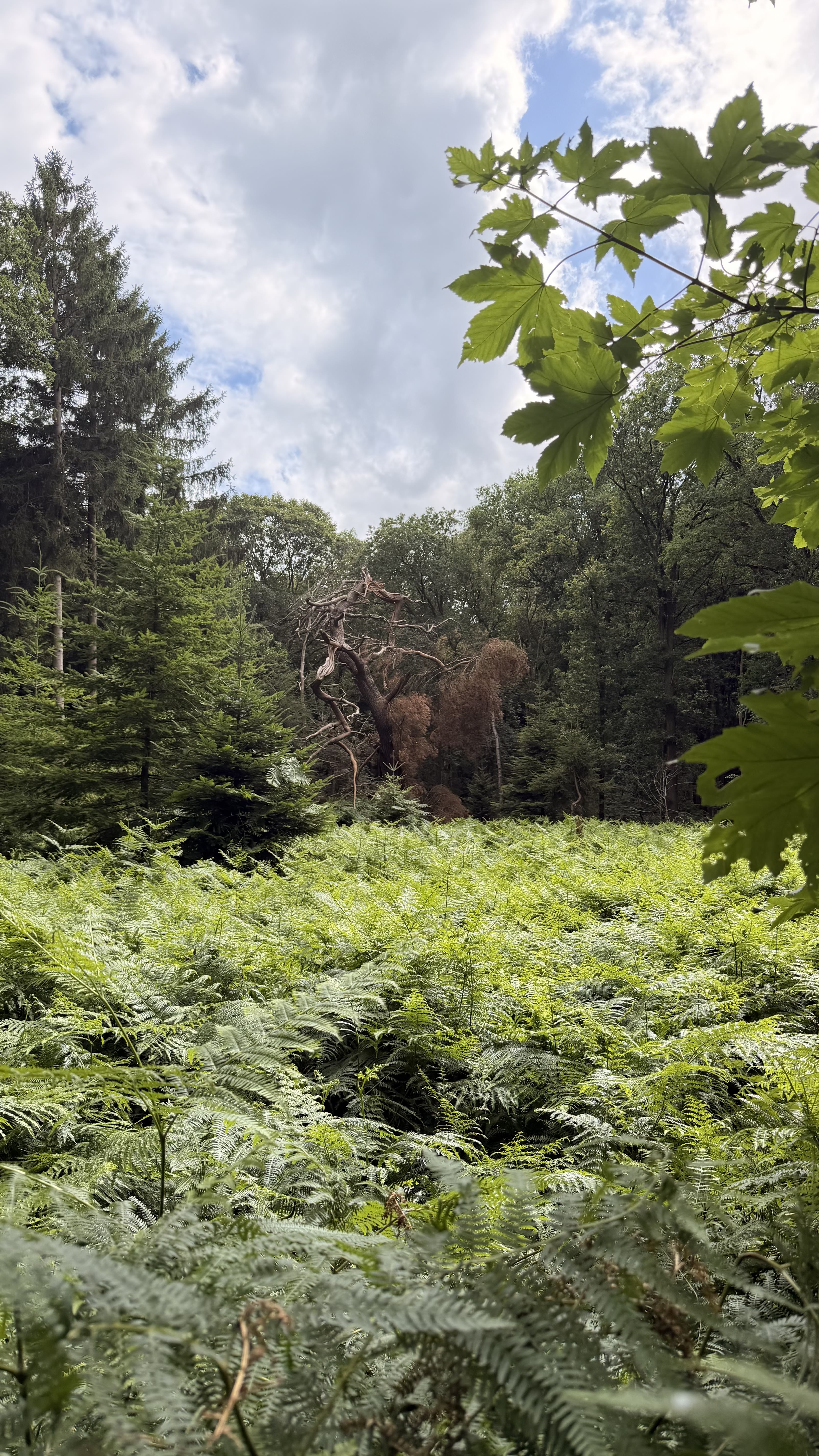 Landgoedwandeling Oranjewoud